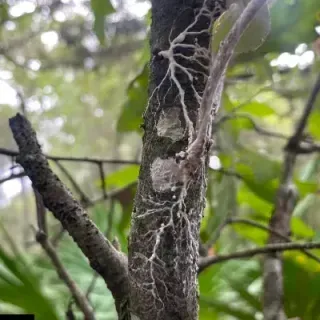 PP393/PP393: Relampago Blight Disease Caused by the Fungus Parvodontia relampaga